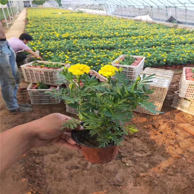 万寿菊 万寿菊批发  万寿菊苗
