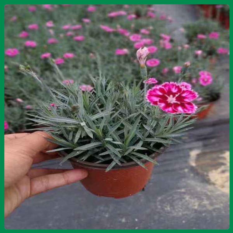 彩虹石竹批发商 苗圃直供开花彩虹石竹
