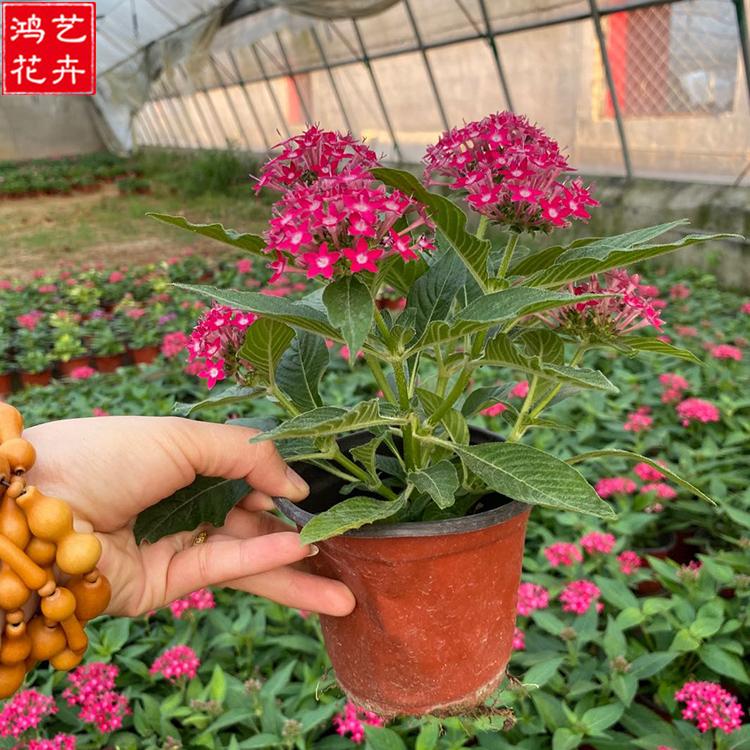 供应五星花 繁星花批发  观赏花卉基地——鸿艺花卉
