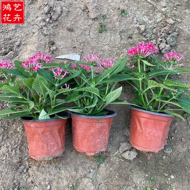 五星花 青州草花直销 鸿艺花卉繁星花批发