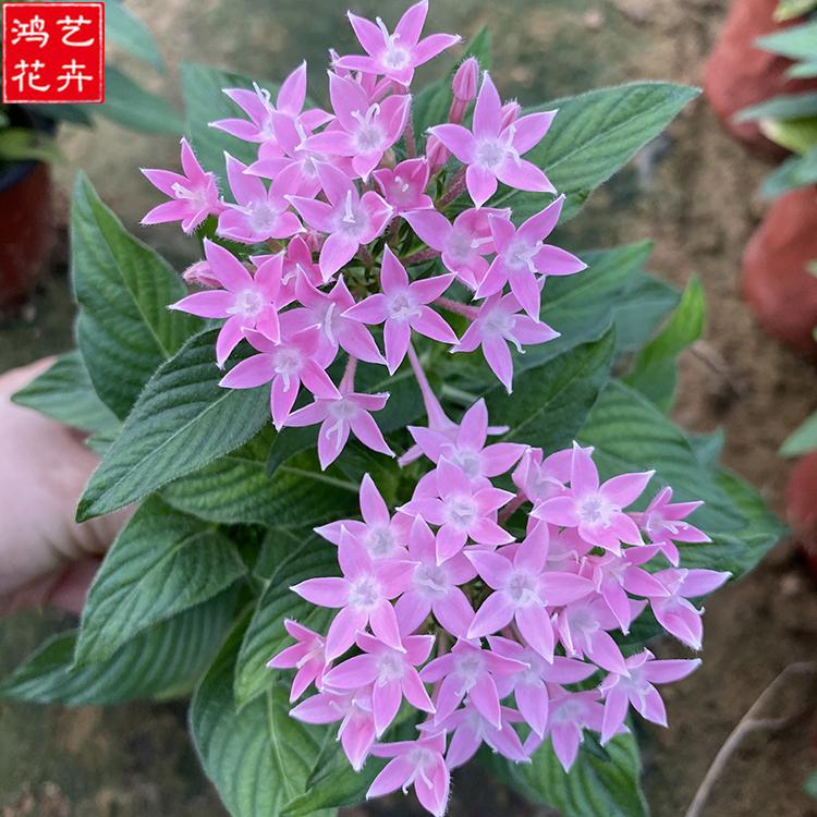 繁星花 观赏花卉 鸿艺花卉 繁星花批发商