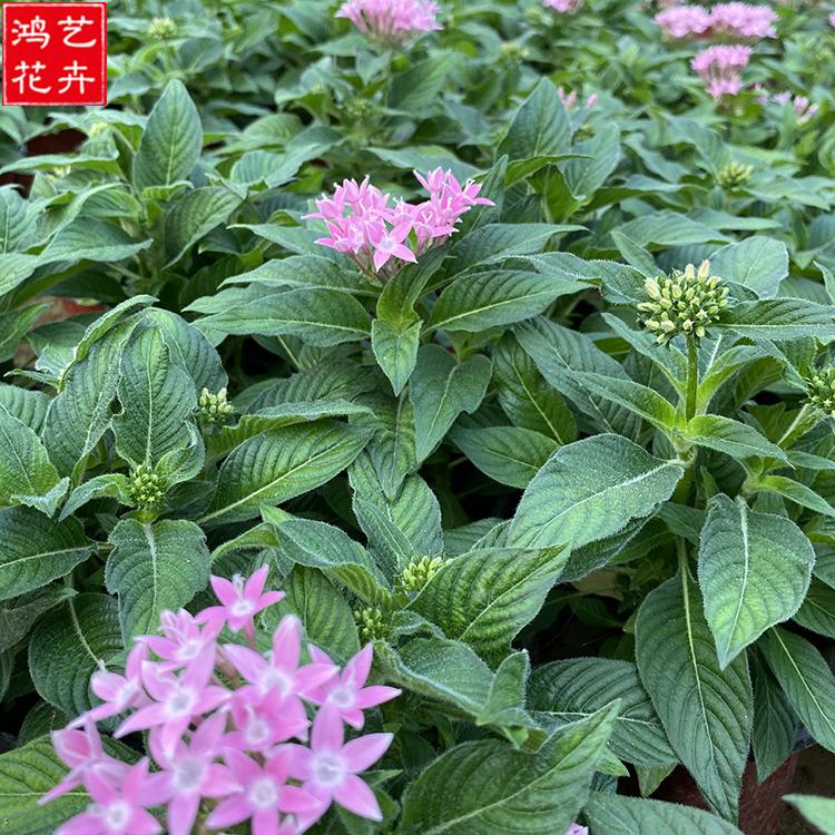 基地种植 繁星花 繁星花批发商  青州草花直销