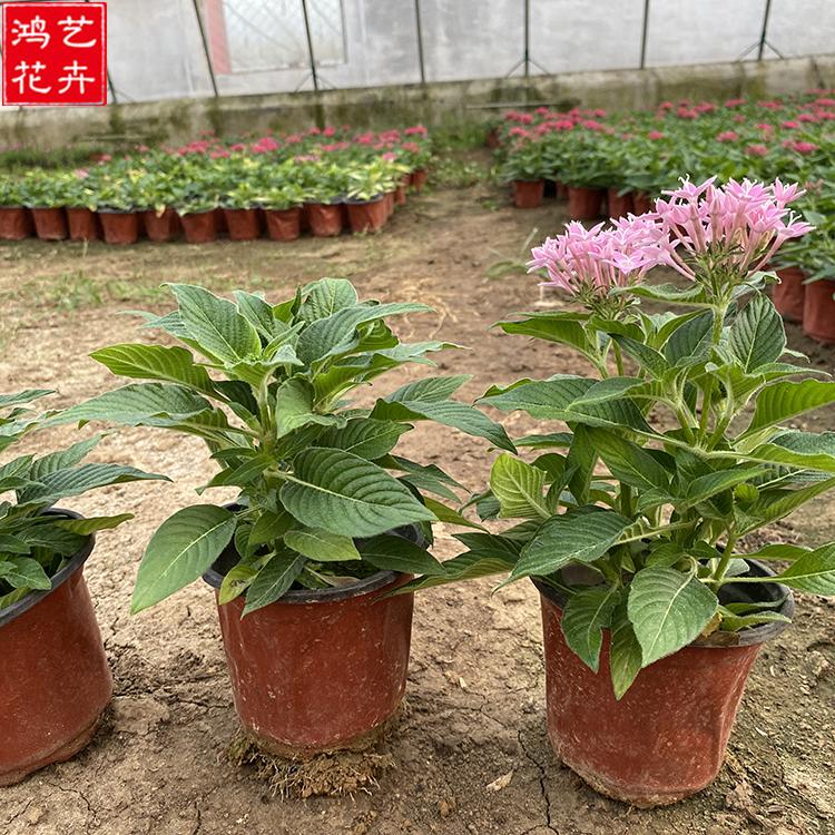 鸿艺花卉供应 草花 繁星花批发商  青州草花直销