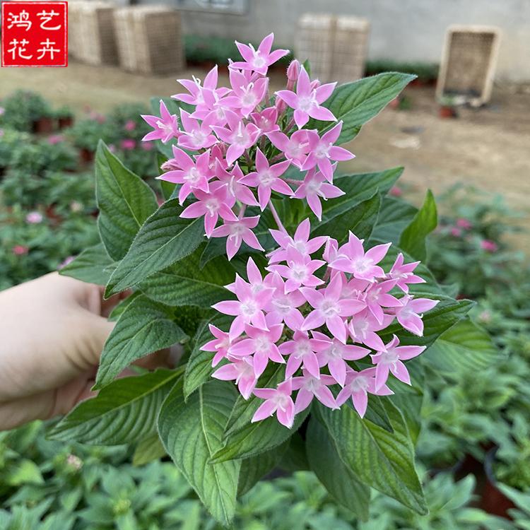 繁星花 播种露天地被植物 基地种植 繁星花批发商