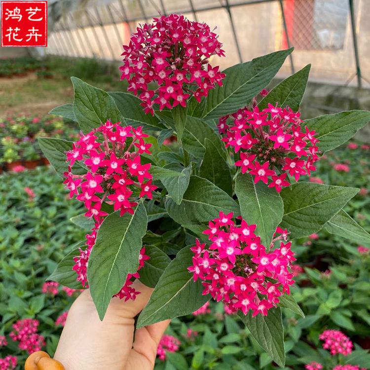 鸿艺花卉 五星花 青州草花直销 繁星花种植基地