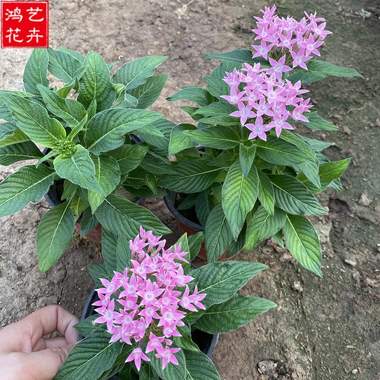 欢迎咨询 繁星花 观赏花卉 繁星花批发