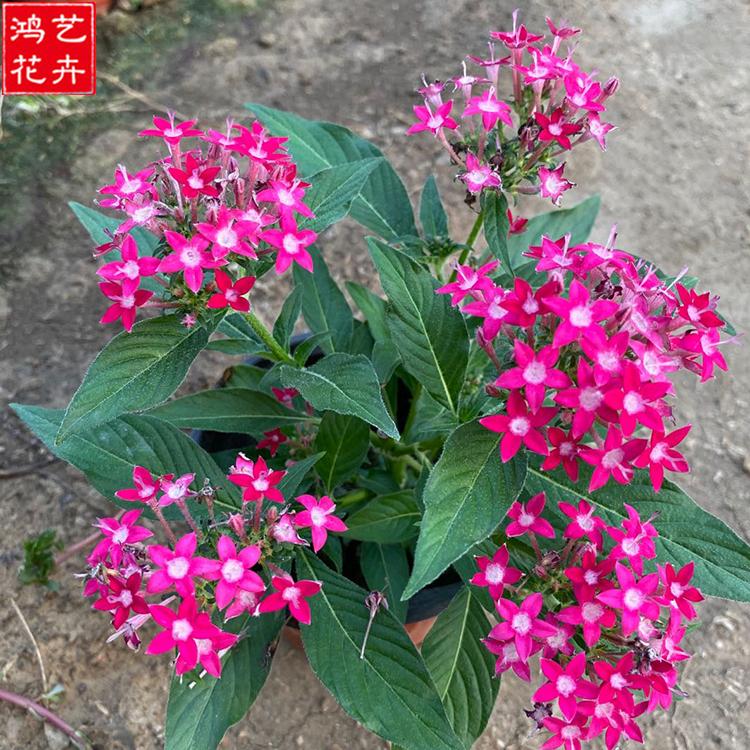 选购好苗 草花 观赏花卉 繁星花价格
