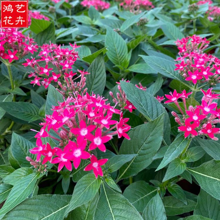 鸿艺花卉 五星花 繁星花批发商  播种露天地被植物