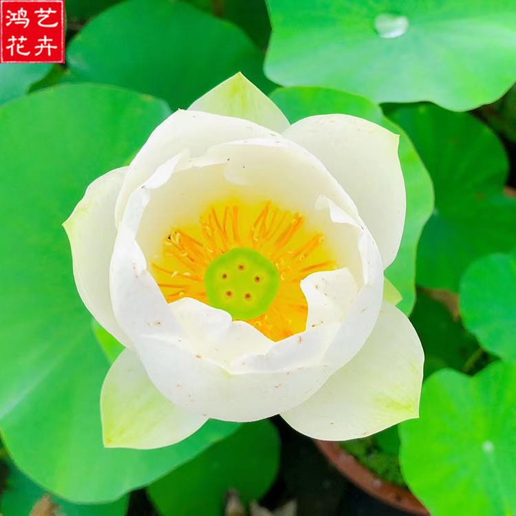 荷花价格 山东荷花 苗木大量直销