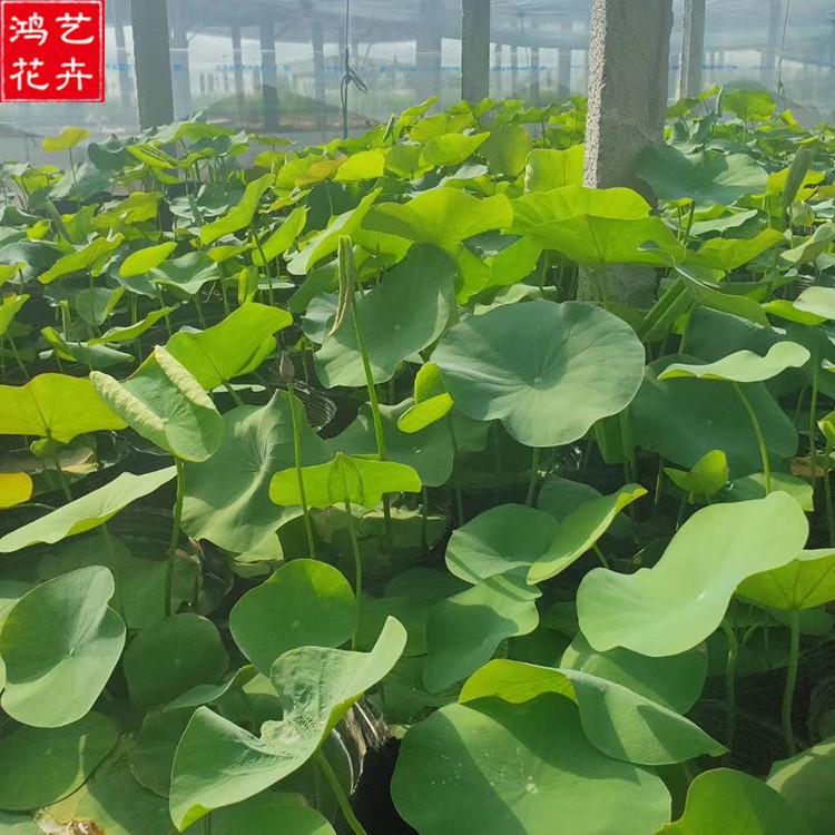 荷花种植基地 山东大盆荷花苗 价格从优