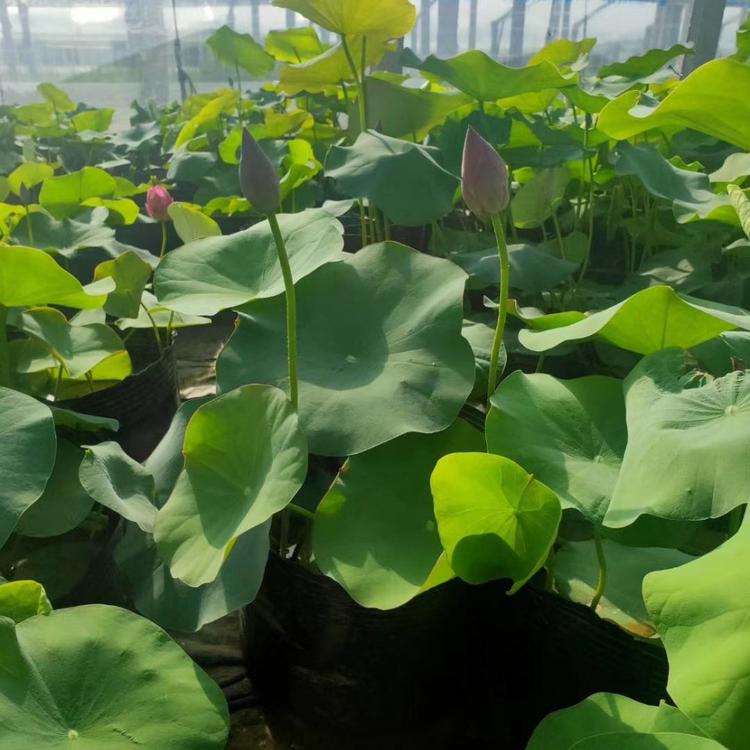 荷花供应商 山东大盆荷花苗 苗圃基地批发