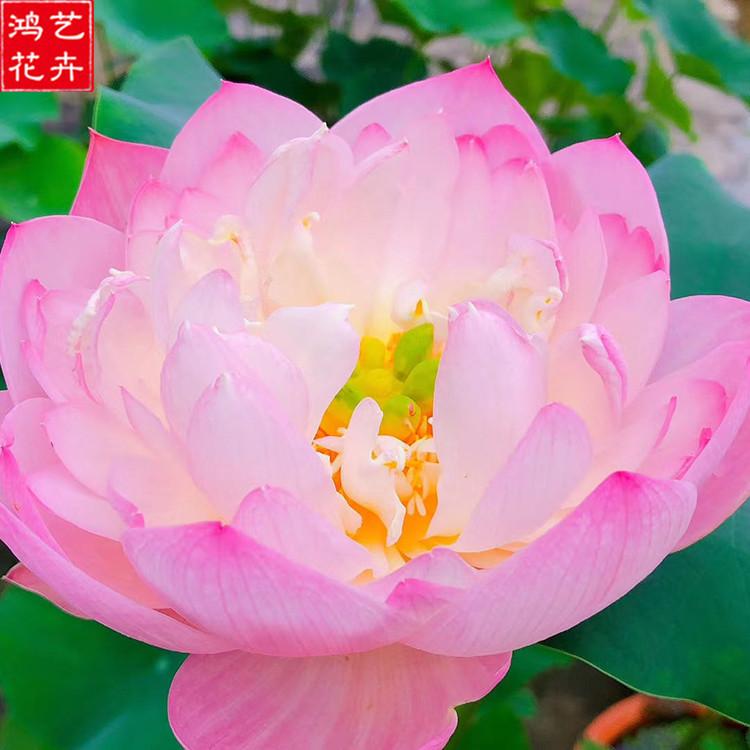 大盆荷花苗 青州荷花供应商