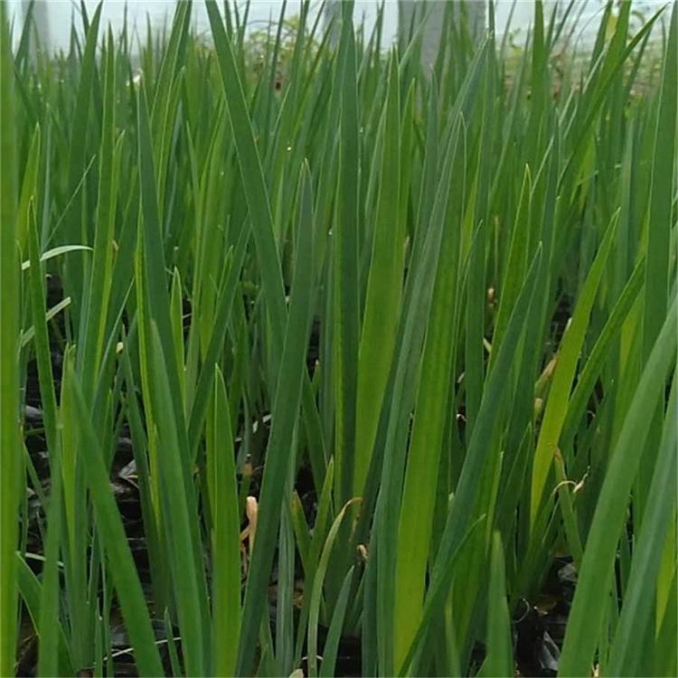 水体绿化植物水生鸢尾 自产自销 青州水生鸢尾批发商