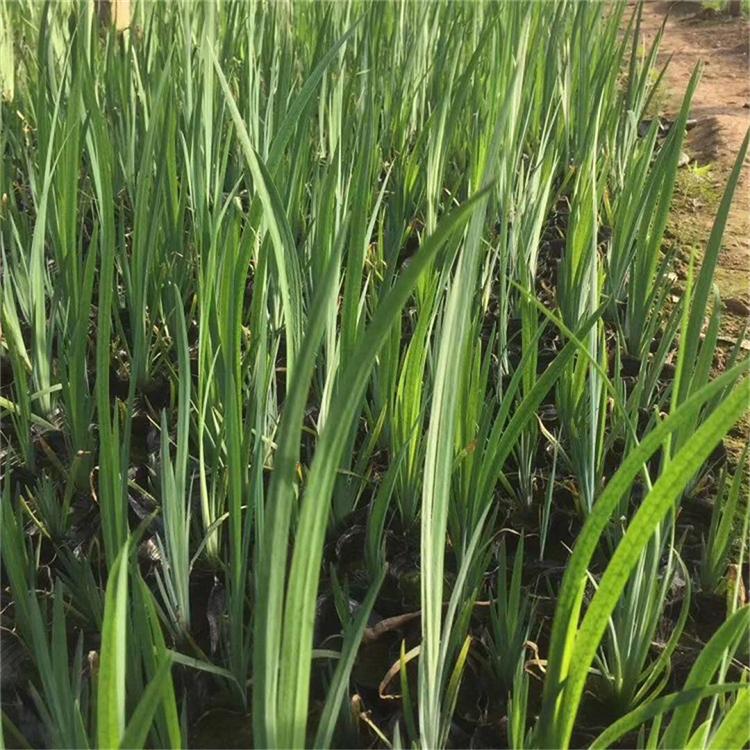 基地推荐 水体绿化植物水生鸢尾 水生鸢尾销售
