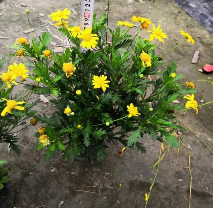 木春菊苗_顺和花卉_四川木春菊苗_价格便宜