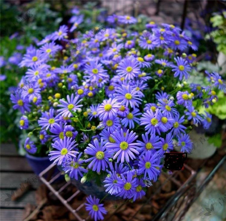 法兰西菊苗_顺和花卉_四川木茼蒿苗_价格便宜