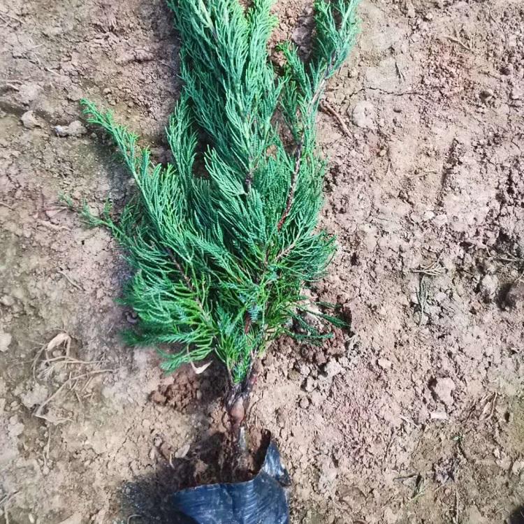 品质好的护坡绿化小龙柏 青州小龙柏基地供应 护坡绿化小龙柏