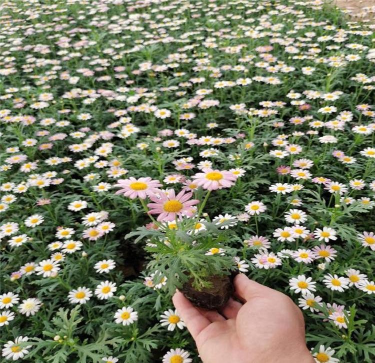 小牛眼菊黑皮盆价格 木春菊工程杯苗木春菊苗圃种植