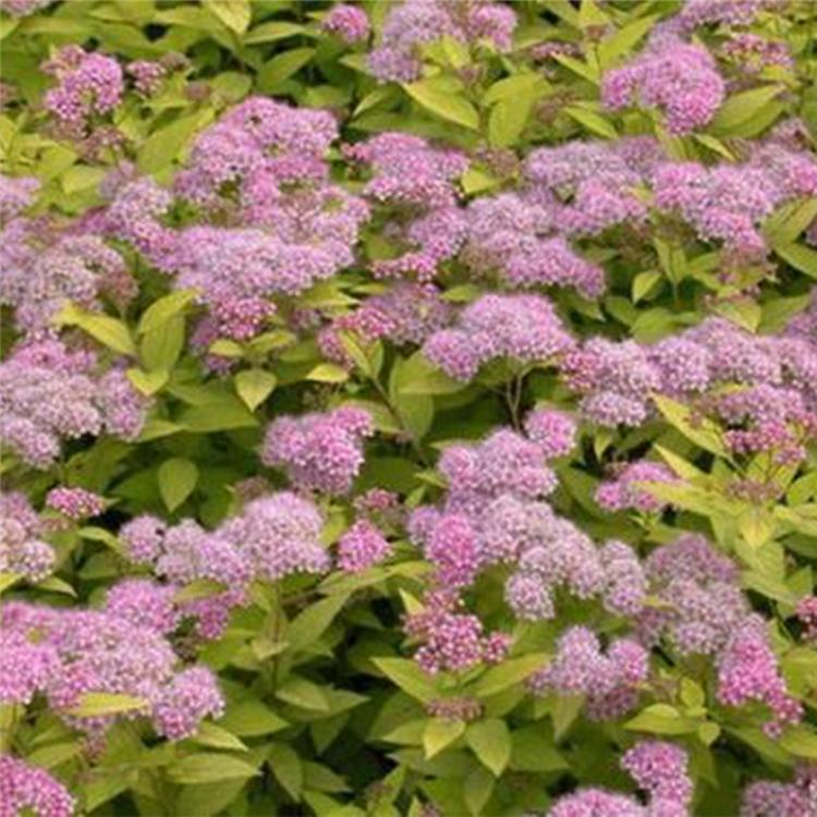 金山绣线菊 工地用 青州金山绣线菊基地