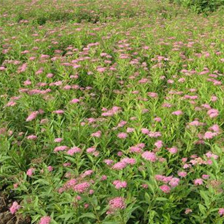 金山绣线菊培育基地 青州金山绣线菊 工程用工地用