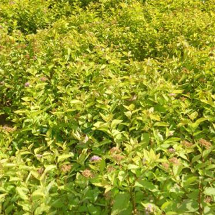 开花金山绣线菊 绿化用 山东金山绣线菊销售
