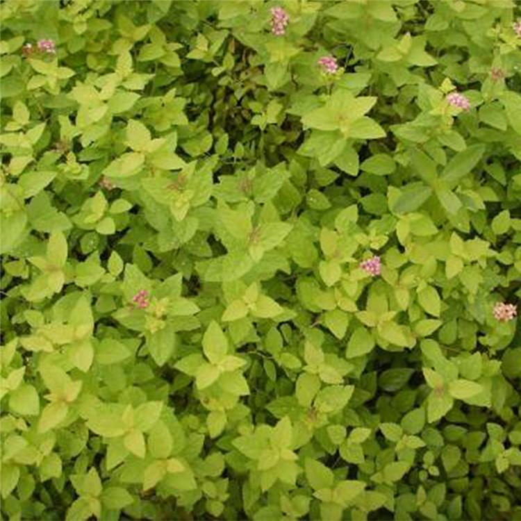基地供应 金山绣线菊 金山绣线菊批发商