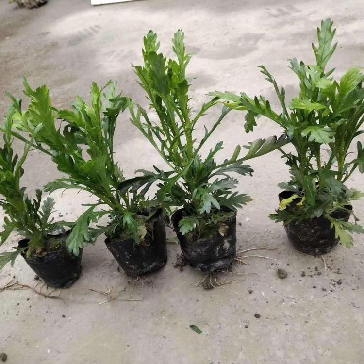 供应木春菊工程苗 顺和花卉 木春菊批发价