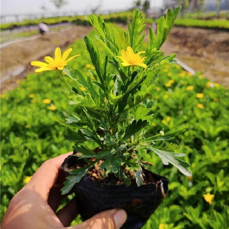 玛格丽特盆栽批发