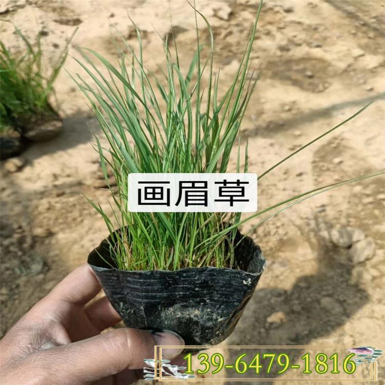 供应各种工程苗 基地直销草坪种子 丽色画眉草红知风苗