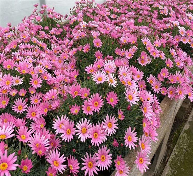 木春菊价格（四川木春菊）工程花卉木春菊市场价格