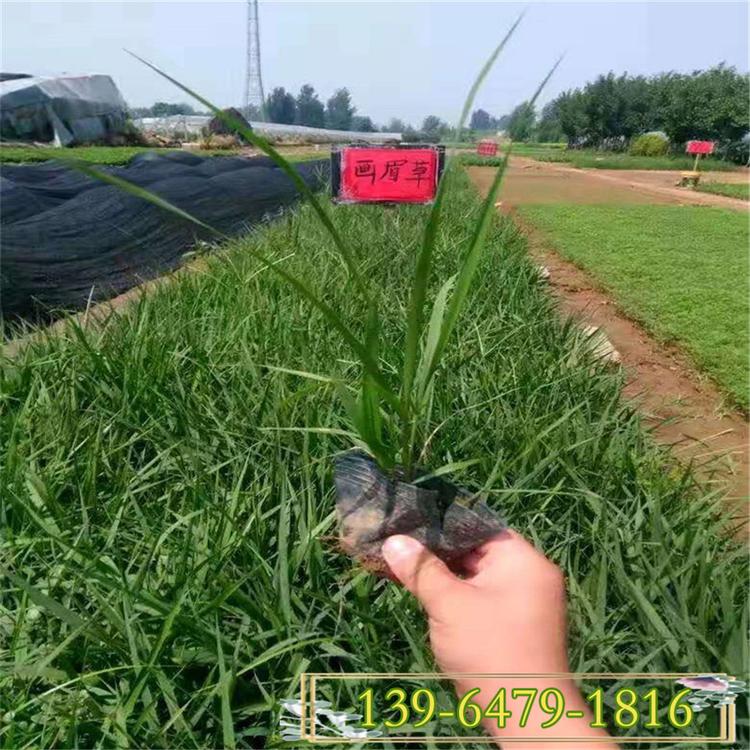 细叶画眉草苗 草坪种子耐寒耐旱 固土护坡植物