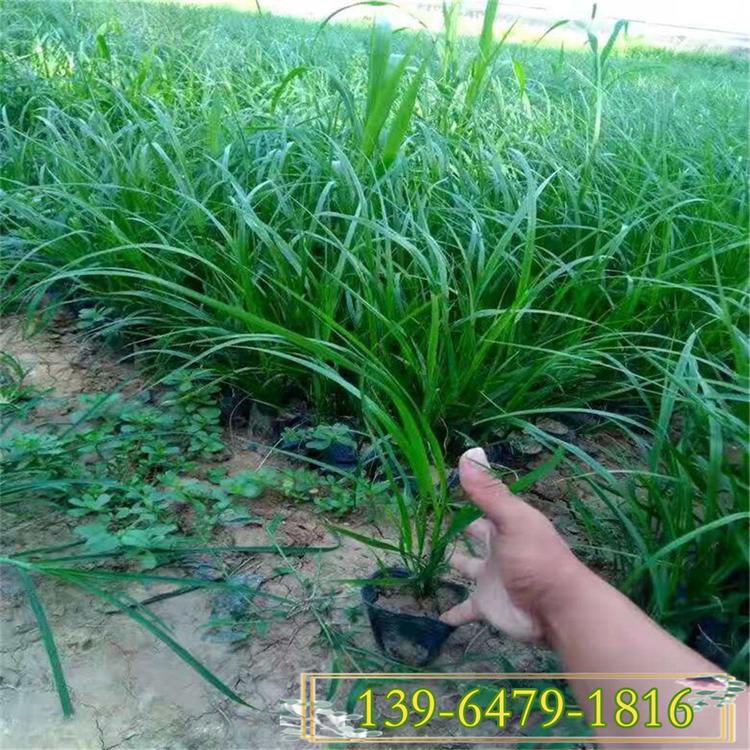 细叶画眉草小苗 草坪种子耐寒耐旱 固土护坡植物红知风绿化苗