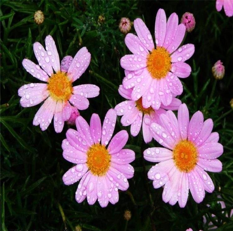 木春菊批发