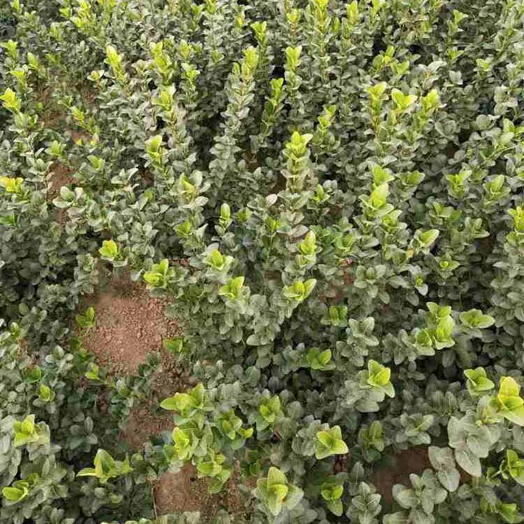 基地直销卫矛 卫矛供货商 质优价廉