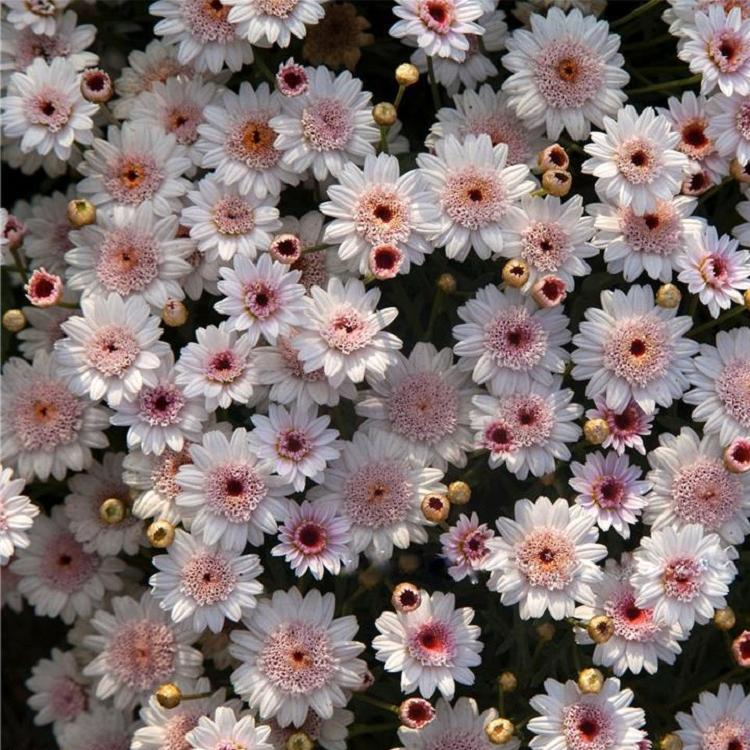 木春菊