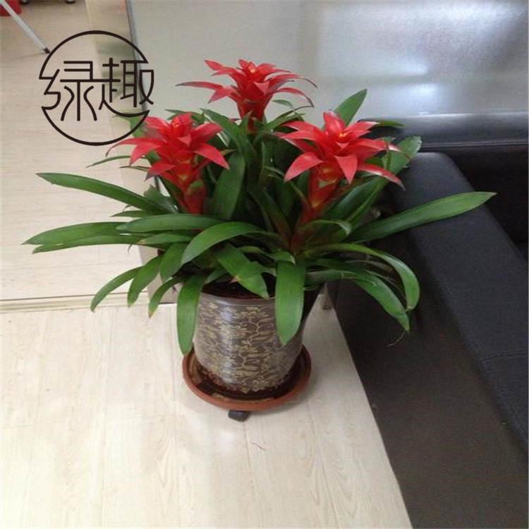 西安花卉绿植租赁   西安花卉绿植租赁公司   西安花卉绿植租赁哪家好    西安花卉绿植租赁价格   西安花卉绿植租赁找哪家   西安花卉绿植租赁哪家便宜