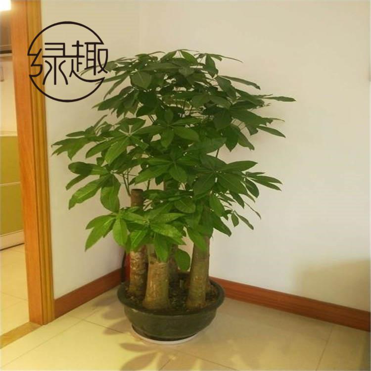 西安未央区商场花卉租摆   西安未央区商场花卉租摆公司   西安未央区商场花卉租摆哪家好   西安未央区商场花卉租摆找哪家   西安未央区商场花卉租摆哪家便宜  西安未央区商场花卉租摆价格