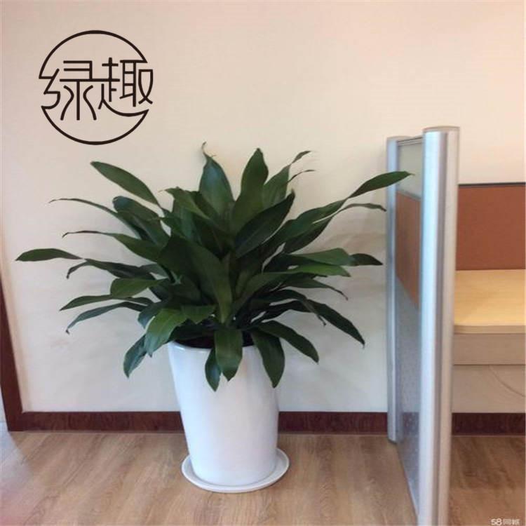 西安花卉租售   西安花卉租售公司  西安花卉租售哪家好   西安花卉租售哪家便宜  西安花卉租售价格  西安花卉租售找哪家