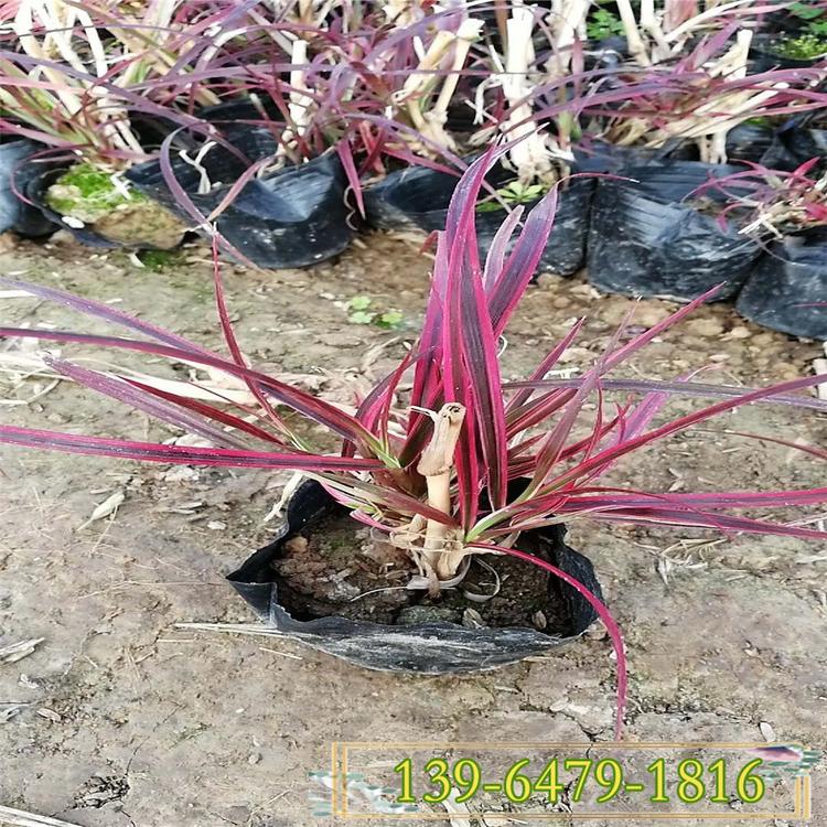 红叶观赏狼尾草 多年生火焰狼尾草带土苗  品种齐全欢迎考察