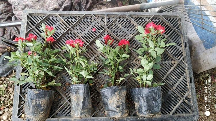 微型月季种植基地【顺和花卉】微型月季批发价格