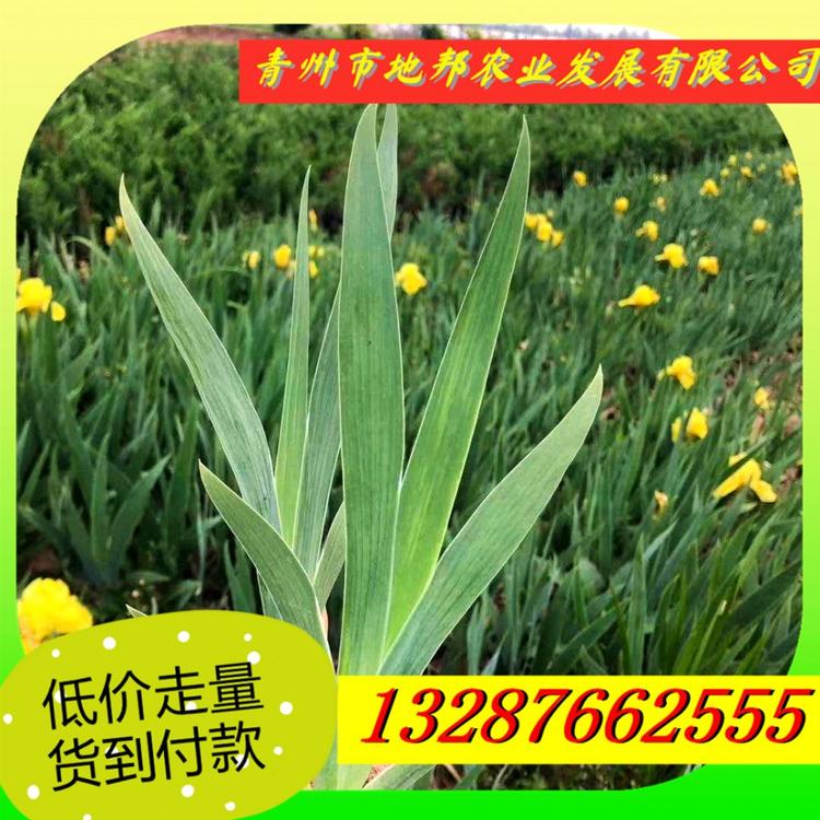 我苗圃批发 水生鸢尾 黄花鸢尾价格 商家可信赖