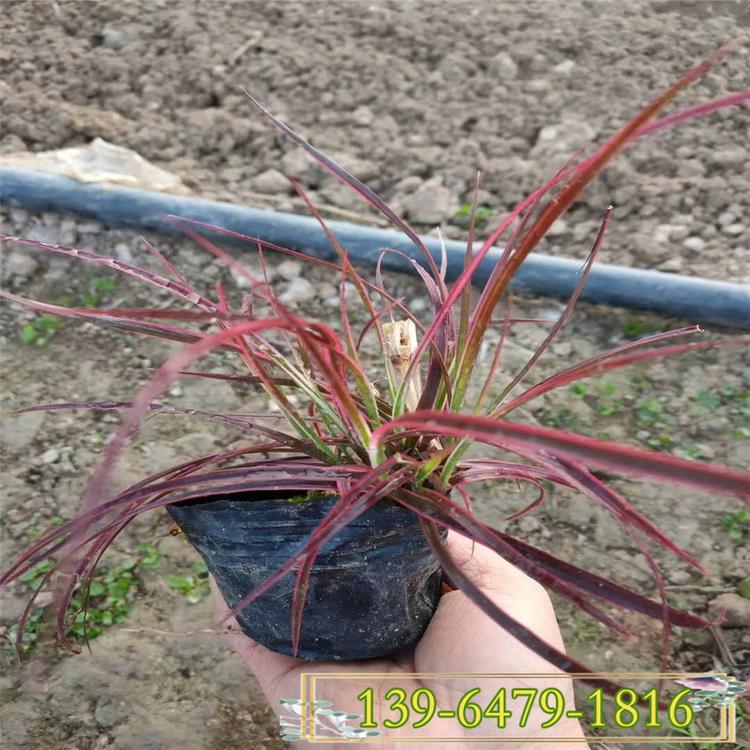 直供火焰狼尾草小苗 火红色叶片狼尾草 狼尾草批发源头价格