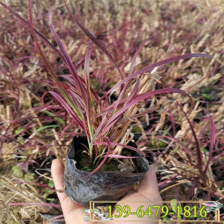 火焰狼尾草观赏草 绿化用东方狼尾草 紫叶狼尾草种植
