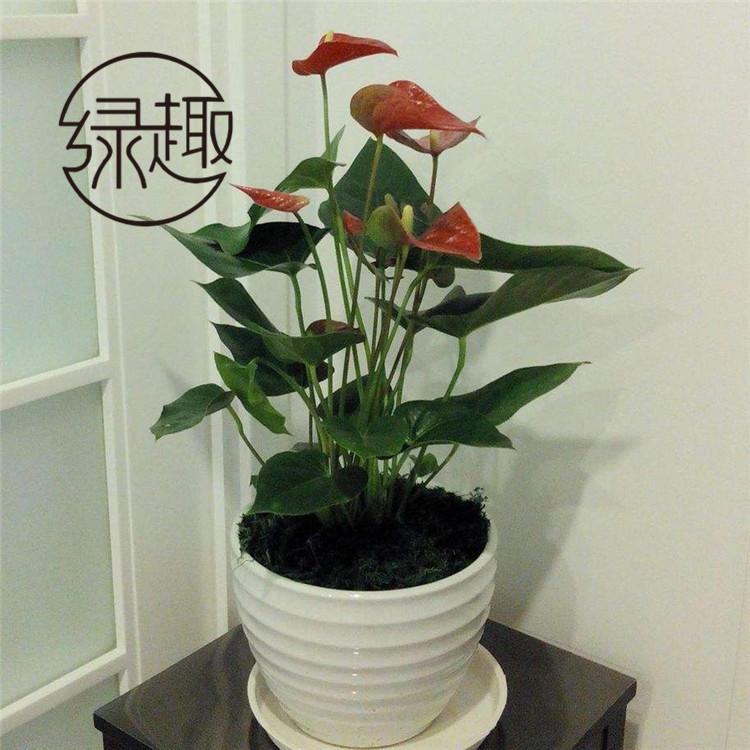 西安艺术绿植盆栽  西安艺术绿植盆栽租赁  西安艺术绿植盆栽售卖  西安艺术绿植盆栽哪家好   西安艺术绿植盆栽哪家便宜  西安艺术绿植盆栽找哪家