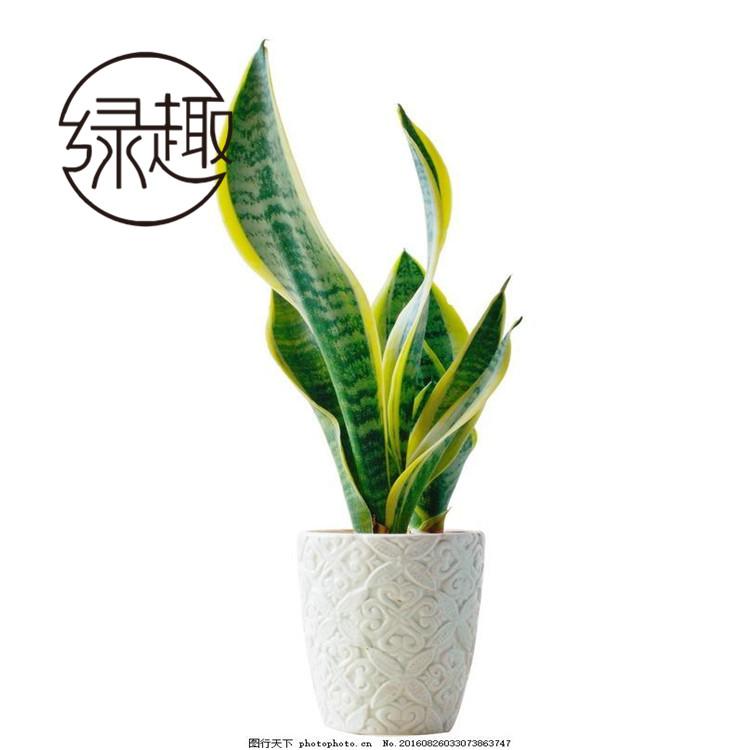 西安花卉绿植租赁   西安花卉绿植租赁公司   西安花卉绿植租赁哪家好   西安花卉绿植租赁找哪家   西安花卉绿植租赁哪家便宜  西安花卉绿植租赁价格