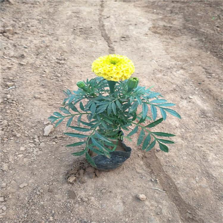 万寿菊花卉基地 万寿菊景观花卉 承玉花卉