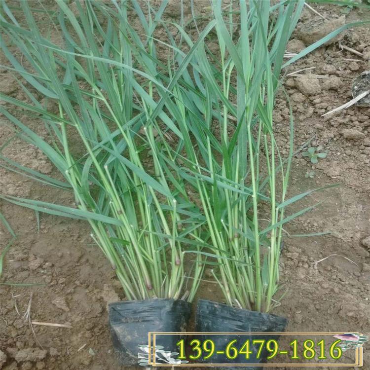 柳枝稷带土容器苗 柳枝稷盆栽价格 柳枝稷栽植基地
