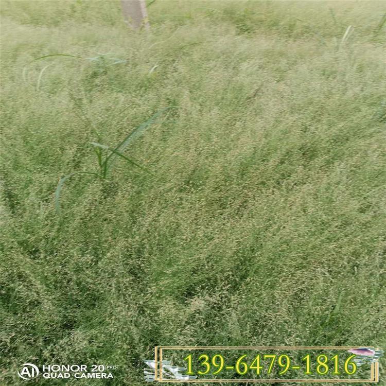 柳枝稷绿化苗 重金属柳枝稷小苗 柳枝稷水土保持饲草