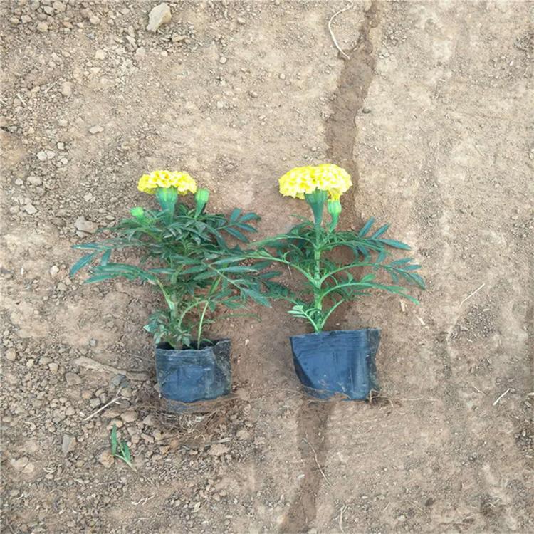 万寿菊营养钵苗 万寿菊宿根花卉