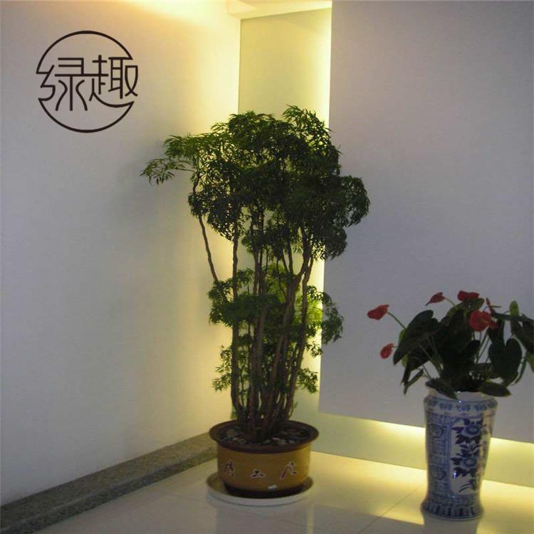 西安花卉租赁   西安花卉租赁公司   西安花卉租赁哪家好   西安花卉租赁哪家便宜 西安花卉租赁找哪家   西安花卉租赁价格